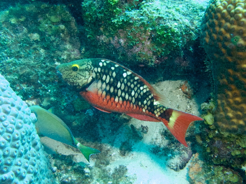 Stoplight Parrotfish IMG_7144.jpg
